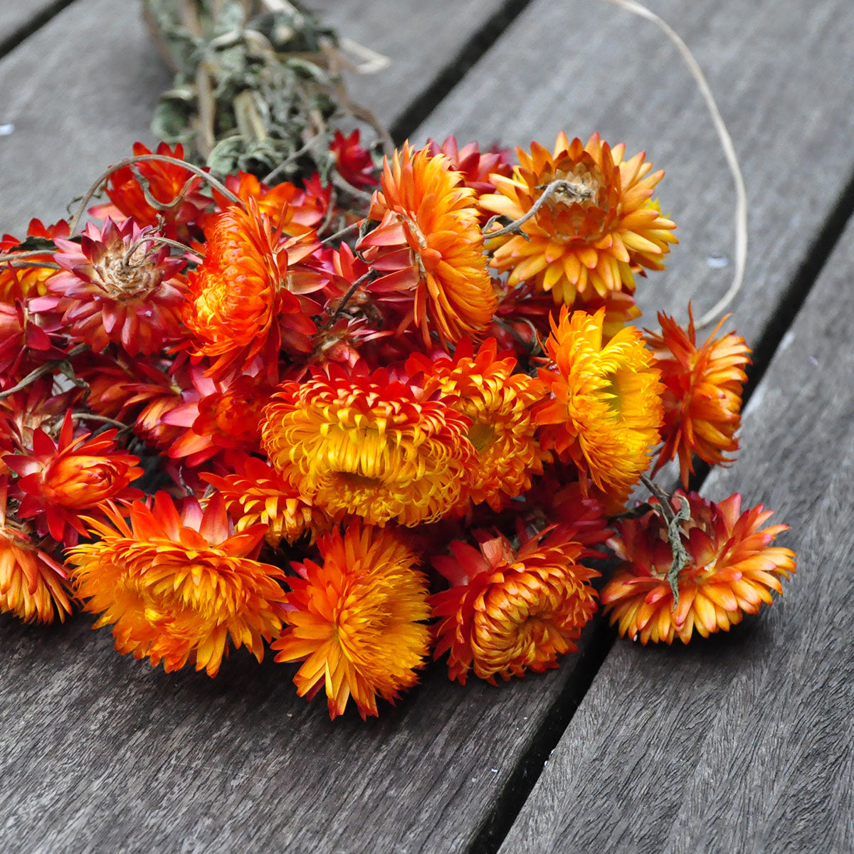 Helichrysum séché orange (100gr)
