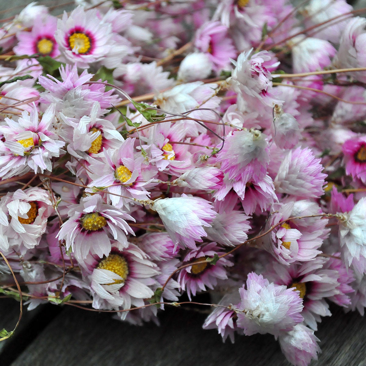 Rhodanthe séchés rose pastel - fleurs séchées