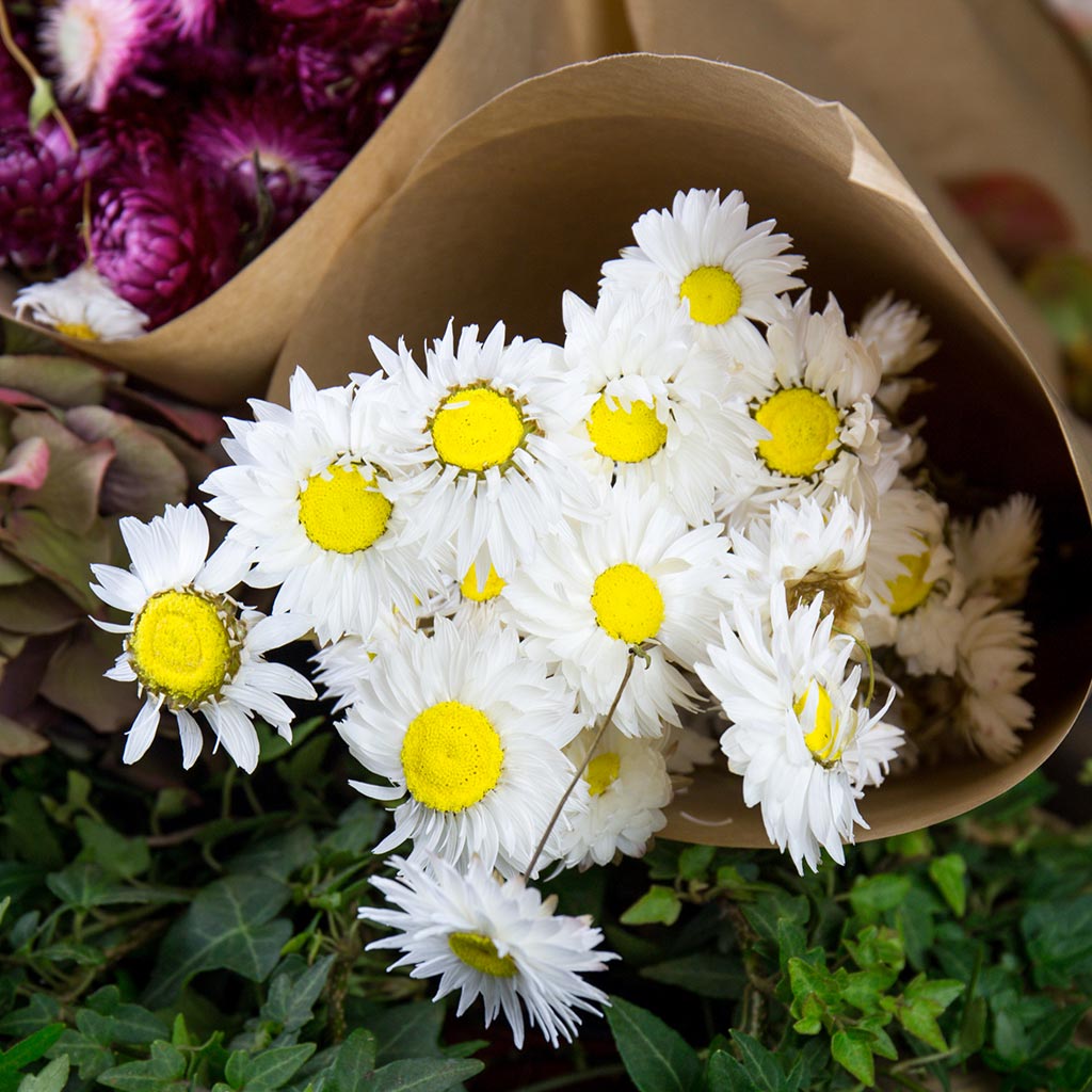 Rhodanthe séchée blanc (75g)