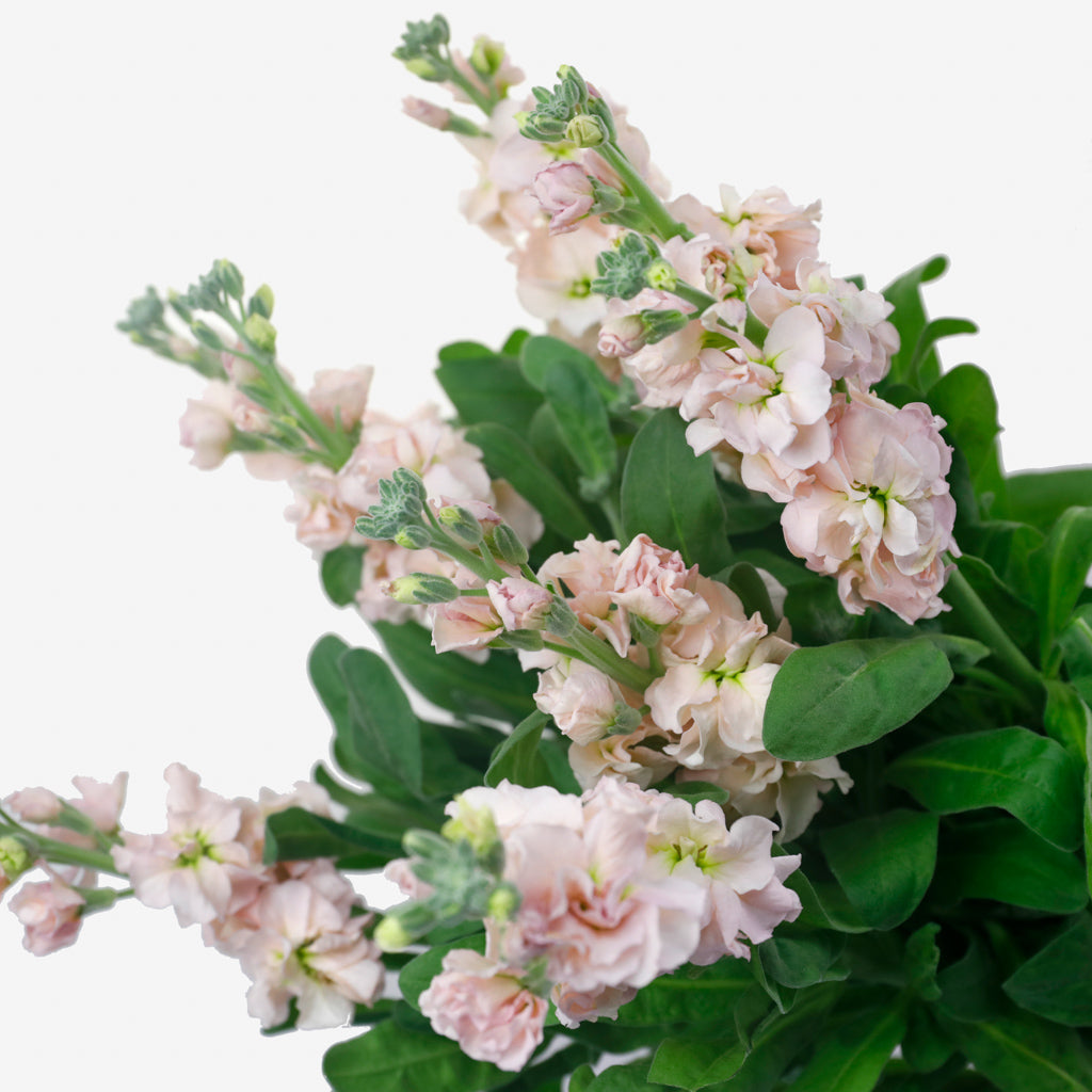 Giroflée rose pêche saumon pour votre mariage